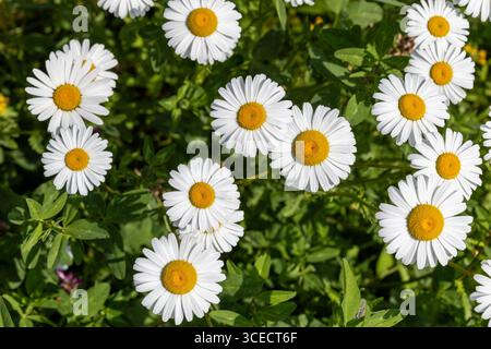 Growing summer daisies flowers in sunlight. Stock Photo