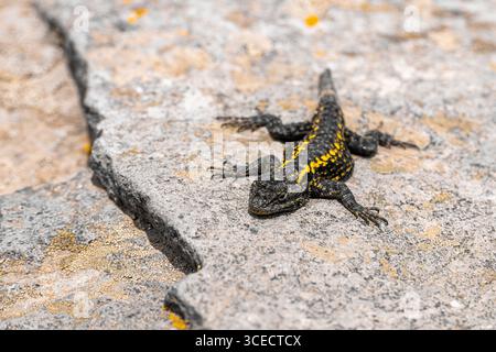 A Sceloporus grammicus, also known as the mesquite lizard, basks on a sunlit rock. Its textured skin and vivid patterns are captured in a natural sett Stock Photo