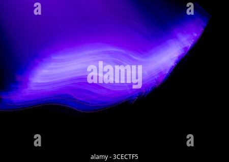 Dynamic abstract image of flowing purple neon light waves set against a black background, using light painting photography to create a vibrant, ethere Stock Photo