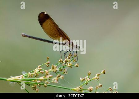 Close up of a zygoptera perched gracefully on a delicate plant near a serene river. Its transparent wings shimmer, capturing the essence of calm and n Stock Photo