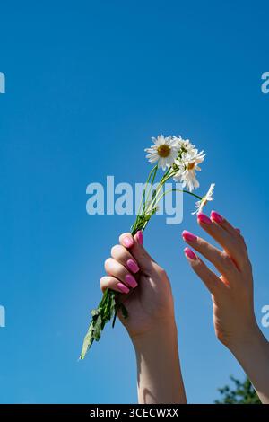 Cropped unrecognizable woman's hands with pink nails hold delicate daisies against a clear blue sky. The scene captures the essence of spring and natu Stock Photo