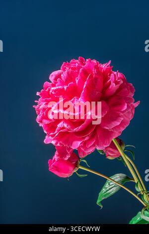 Vibrant pink peonies in full bloom are elegantly displayed against a rich dark blue background. The vivid contrast highlights the delicate texture and Stock Photo