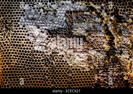 Close up image of a honeycomb showcasing intricate hexagonal patterns filled with natural honey and wax. The vibrant textures highlight the beauty of Stock Photo