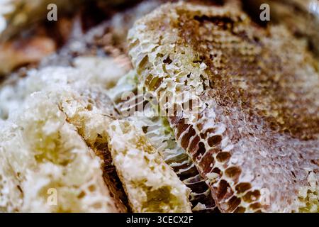 Close up image of a natural honeycomb showcasing intricate textures and patterns. The honeycomb displays rich golden hues, capturing the essence of ra Stock Photo