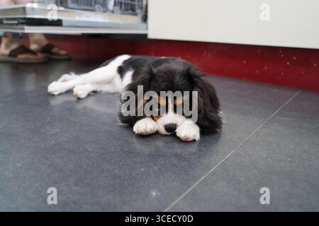 An adorable Cavalier King Charles Spaniel puppy lies on a sleek, dark floor, gazing intently with big, expressive eyes. Its fur is soft and tricolored Stock Photo