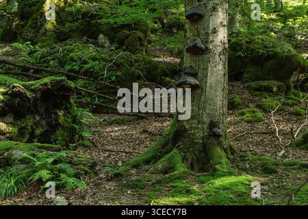 Explore a lush, moss-covered forest in Sierra de Urbasa, Navarra, Spain. The image showcases vibrant green vegetation, fungi on tree trunks, and dense Stock Photo