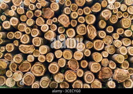 A detailed view of logs of wood stacked together in the forest, illustrating the impact of deforestation and emphasizing the importance of sustainabil Stock Photo