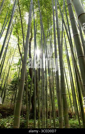 Sunlight filters through towering bamboo at Arashiyama Bamboo Forest in Kyoto, Japan. The serene atmosphere and lush greenery provide a peaceful natur Stock Photo