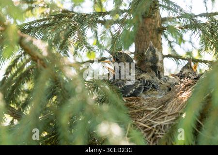Young thrush chicks in their nest, nestled within tree branches, eagerly chirp with open beaks. Captured in natural daylight, showcasing vibrant wildl Stock Photo