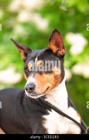 A Basenji dog attentively surveys its surroundings while on a leisurely walk in a lush park during springtime, showing off its sleek coat and alert de Stock Photo