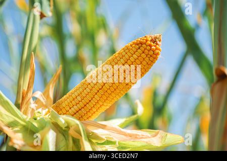 Close-up of ripe yellow corn cob on plant in summer field under blue sky. Selective focus. Stock Photo