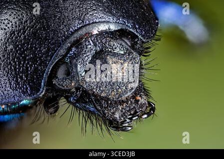 A close up of a forest dung beetle Stock Photo
