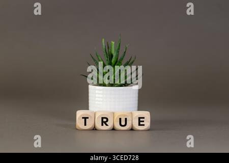The word TRUE on wooden cubes, gray background, succulent, copy space, conceptual word Stock Photo