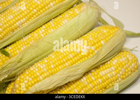 Close raw cobs of sweet corn against background. Ears of sweet corn with leaves. Tasty sweet corn on cob Stock Photo