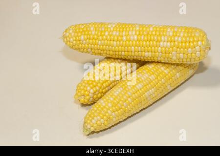 Three raw cobs of sweet corn against background. Tasty sweet corn on cobs Stock Photo