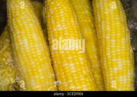 Cobs of sweet corn  in a pot of water boiled. Cooking sweet corn in saucepan. Tasty corn on cobs Stock Photo