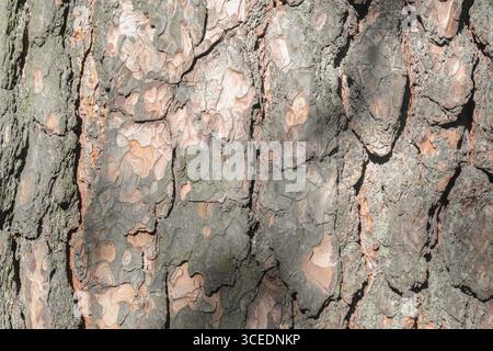 Close-up of a pine tree trunk. The bark of a pine tree is thick and rough. Texture of tree bark. Stock Photo