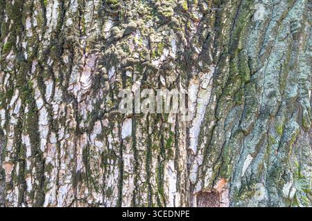 Moss covered trunk of old poplar. Texture of tree bark. Stock Photo