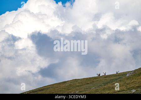 Three Elk Rest On Hill Side With Giant Clouds In The Distance in Rocky Mountain tundra Stock Photo