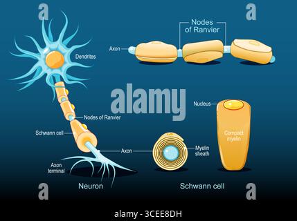 Schwann cell anatomy. Structure of neuron with myelin sheath. Detailed ...
