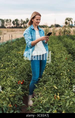 Farmer using smartphone in pepper field enjoying agricultural technology Stock Photo