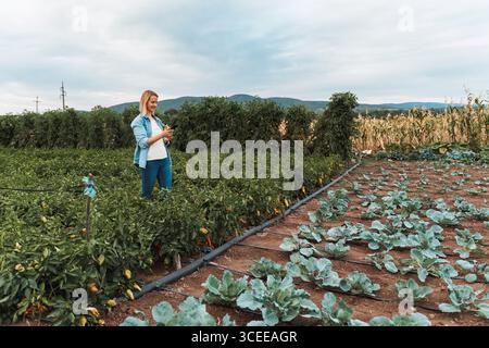 Farmer using smartphone in a field of peppers and cabbages Stock Photo