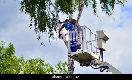 Woodcutter working on heights on a lift. Process of tree trunk pruning and sawing. Stock Photo
