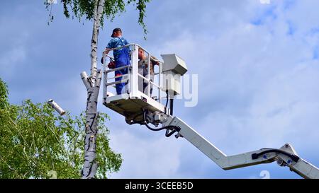 Woodcutter working on heights on a lift. Process of tree trunk pruning and sawing. Stock Photo