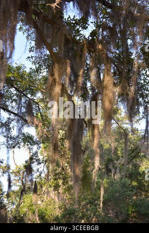 Spanish Moss from the South Carolina lowcountry is an iconic symbol of the south. Stock Photo