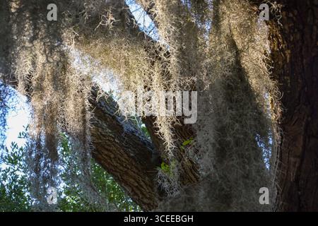 Spanish Moss from the South Carolina lowcountry is an iconic symbol of the south. Stock Photo