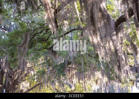 Spanish Moss from the South Carolina lowcountry is an iconic symbol of the south. Stock Photo