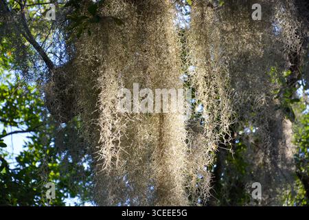 Spanish Moss from the South Carolina lowcountry is an iconic symbol of the south. Stock Photo