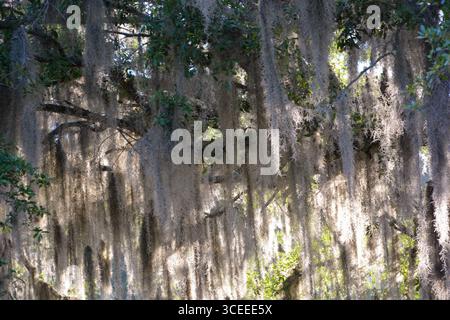 Spanish Moss from the South Carolina lowcountry is an iconic symbol of the south. Stock Photo
