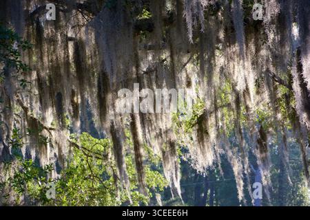 Spanish Moss from the South Carolina lowcountry is an iconic symbol of the south. Stock Photo