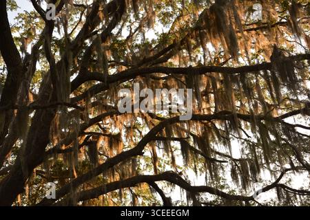 Spanish Moss from the South Carolina lowcountry is an iconic symbol of the south. Stock Photo