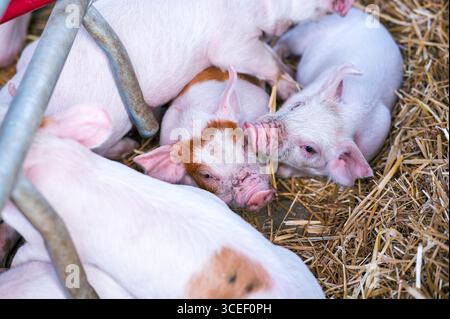 A tightly clustered group of piglets with pink and spotted skin snuggled together in a bed of dry straw, providing a warm and comforting atmosphere Stock Photo