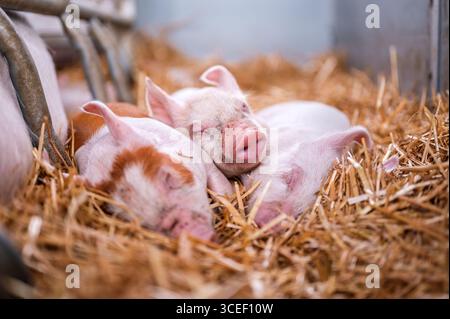 Three piglets sleep on a bed of hay, their pink and reddish-brown mottled skin contrasting with the golden straw. The scene, captured in soft, diffuse Stock Photo