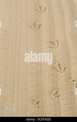 Footprints in the sand, close up of footprints in the sand Stock Photo