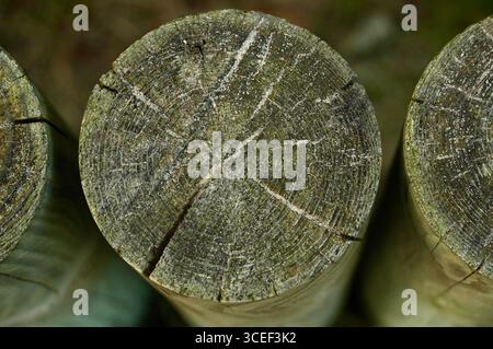 Wooden logs in a row on a background of green grass. Stock Photo