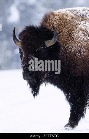 American bison (Bison bison) in harsh winter Stock Photo - Alamy
