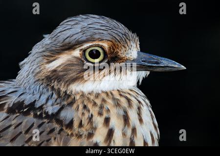 Close-up portrait of a bush stone-curlew (Burhinus grallarius) isolated on black, South Australia Stock Photo