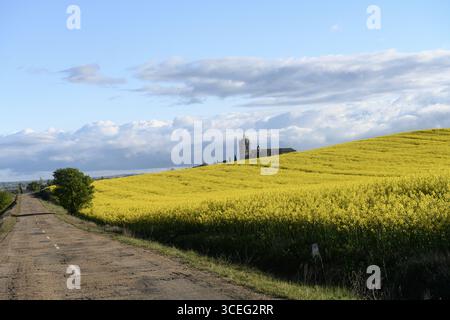 Old gothic church rising behind a yellow flower field with a dramatic cloudy sky in Palencia Stock Photo