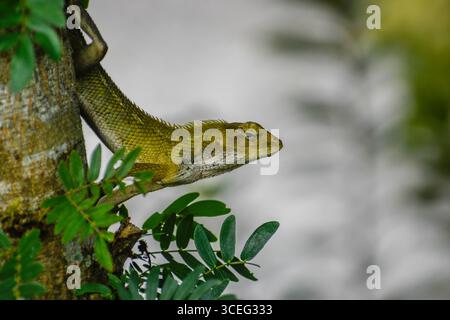 An oriental garden lizard on a tree. Photographed in the western part of Singapore. Stock Photo