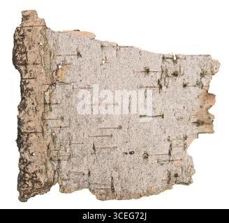 Birch bark isolated on white background Stock Photo