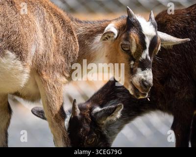Two little goats at the farm Stock Photo