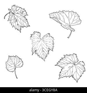 Graceful grape leaves, black and white sketch. Vector illustration. Leaves of bushes and trees, a set of silhouettes isolated on a white background. G Stock Vector