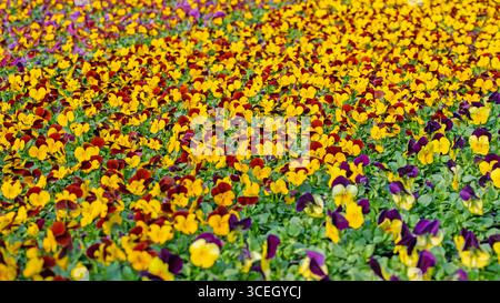 Flowering horn violets, viola cornuta, in spring Stock Photo