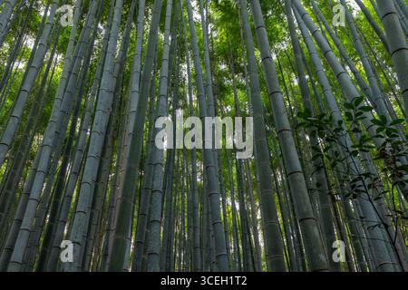 Green bamboo trunks in Kyoto Arashiyama Forest with upward perspective and fresh foliage illuminated by soft daylight filling the dense forest scene Stock Photo