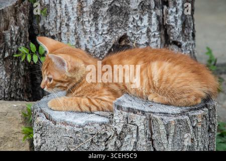 An adorable little ginger kitten resting on a weathered tree stump, a charming cat Stock Photo