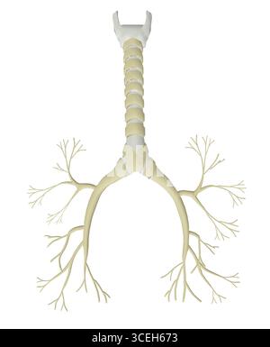 Medical Illustration of Human Bronchial Tree of Lungs Stock Photo - Alamy
